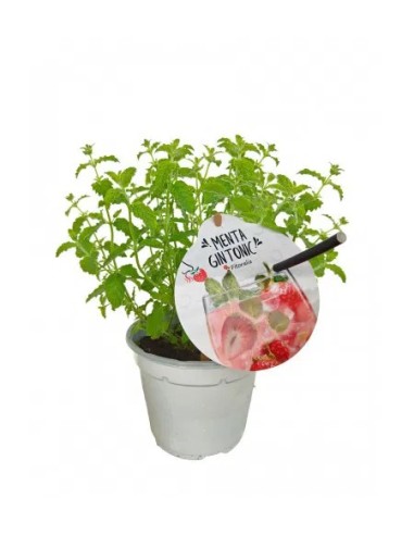 Menta Gin Tonic M14 Aromática para Cócteles | Compra en Endanea Garden

