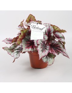 Begonia Foliage B Evening Glow - Planta de interior con follaje vibrante y exótico

