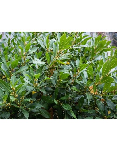 Laurus Nobilis C25 7,5L  Laurel Común Aromático para Jardín y Cocina | Endanea Garden

