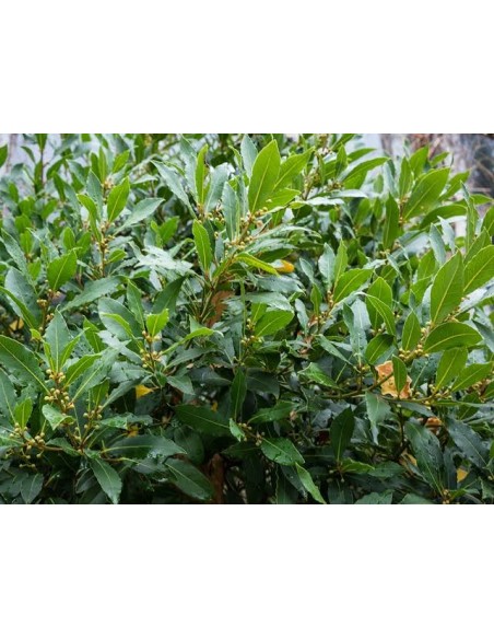Laurus Nobilis C25 7,5L  Laurel Común Aromático para Jardín y Cocina | Endanea Garden

