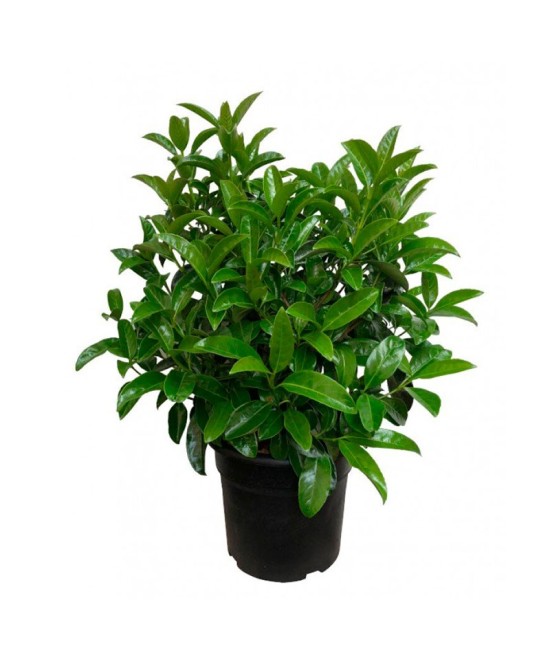 Viburnum Lucidum C25 10L  Laurel de Flor para Setos Naturales | Endanea Garden

