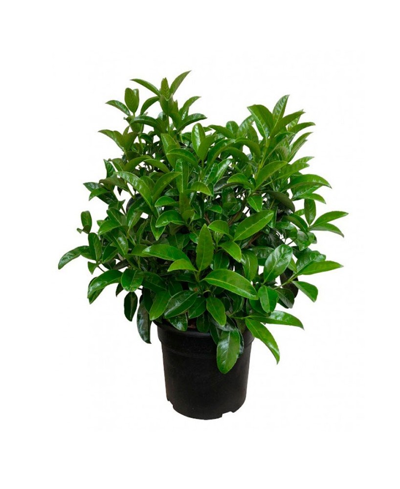 Viburnum Lucidum C25 10L  Laurel de Flor para Setos Naturales | Endanea Garden

