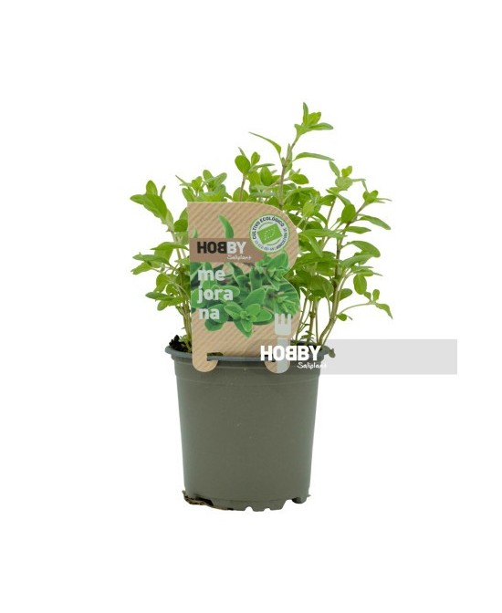 MEJORANA PACKI 1 ECO