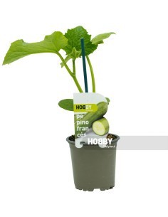PEPINO FRANCES PACK 1