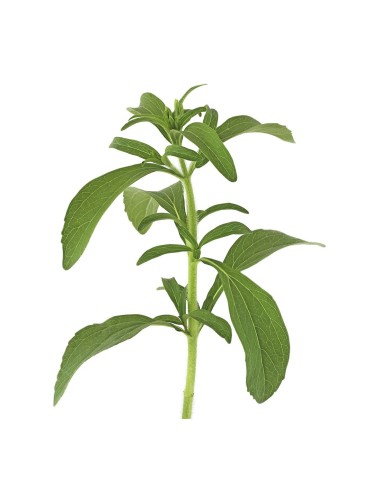 Stevia Eco Pack 1  Endulzante Natural Ecológico para Cultivar en Casa | Endanea Garden

