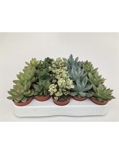 Succulents Mix Endanea | Suculentas decorativas y resistentes

