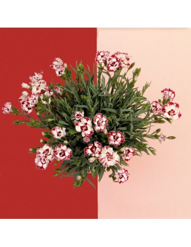 Dianthus M13: Flores Vibrantes y Fragantes para Jardines y Terrazas | Endanea Garden

