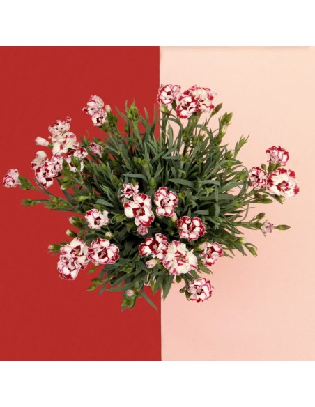 Dianthus M13: Flores Vibrantes y Fragantes para Jardines y Terrazas | Endanea Garden

