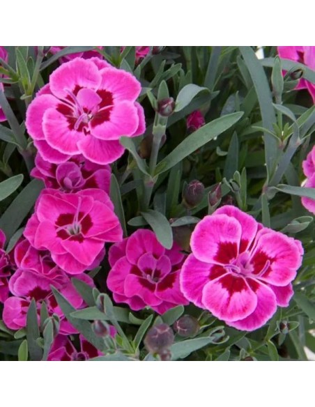 Dianthus Purple Wedding M13 | Clavel Morado con Floración Prolongada | Endanea Garden

