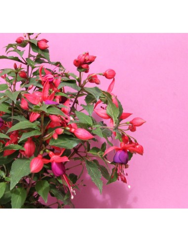 Pendientes de la Reina M17 | Planta Colgante con Flores Vibrantes | Endanea Garden

