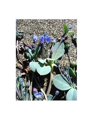 Mertensia Maritima M13  Planta Perenne de Flor Azul para Jardines | Endanea Garden

