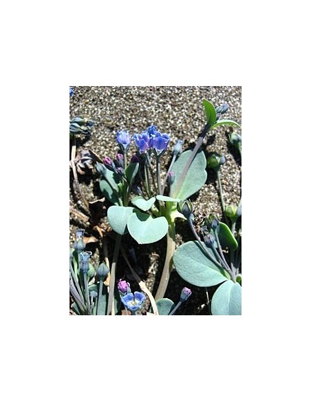 Mertensia Maritima M13  Planta Perenne de Flor Azul para Jardines | Endanea Garden

