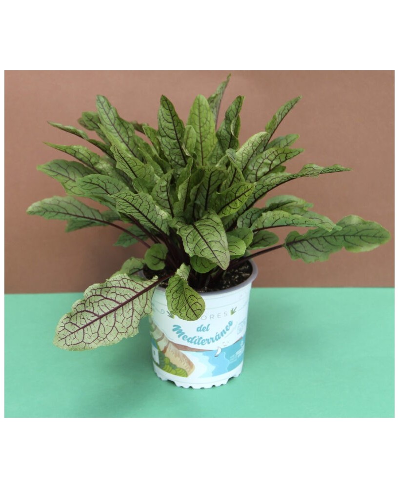 Acedera M13  Planta Comestible y Decorativa para Huerto o Jardín | Endanea Garden

