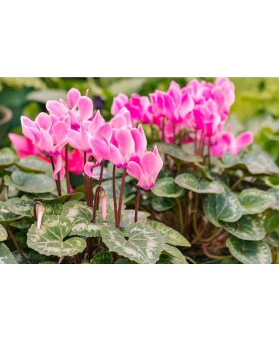 Cyclamen SS Allure Medium Flower M10.5 Planta de Interior Flores Vibrantes y Fácil Mantenimiento