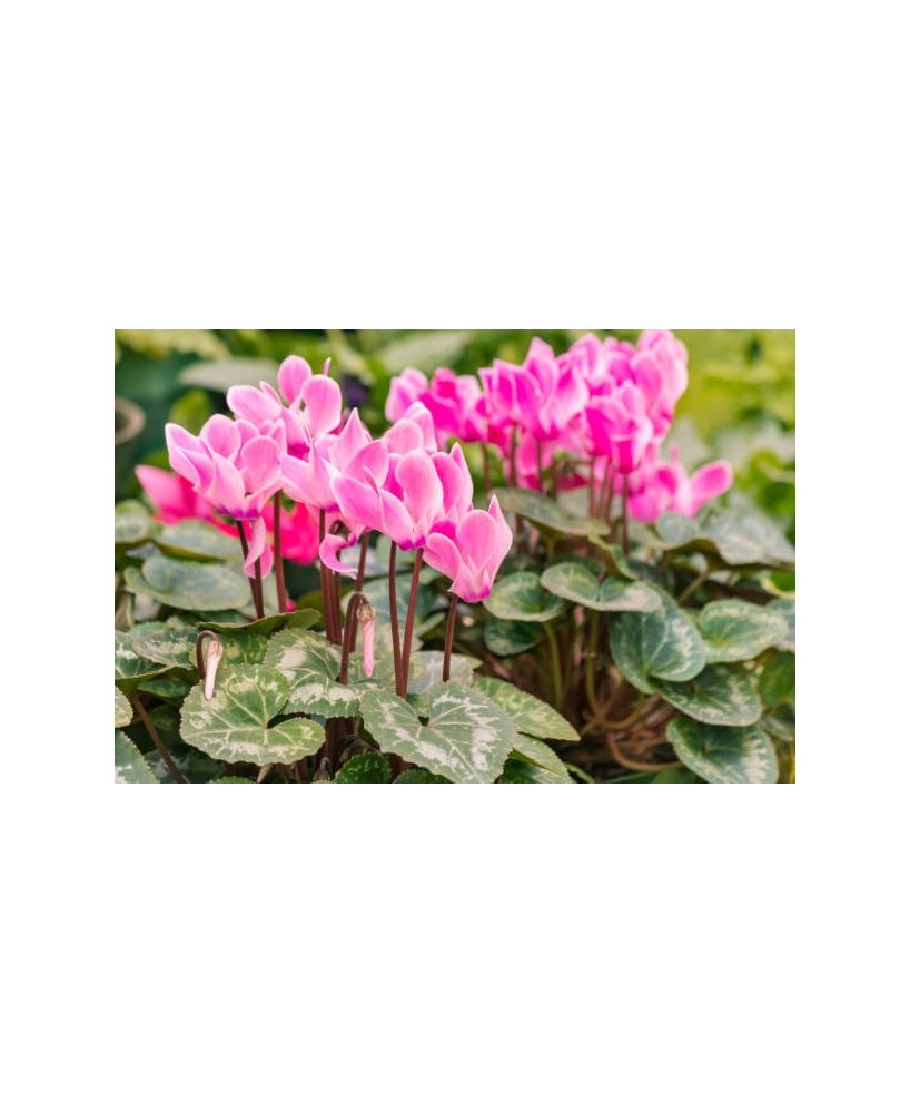 Cyclamen SS Allure Medium Flower M10.5 Planta de Interior Flores Vibrantes y Fácil Mantenimiento
