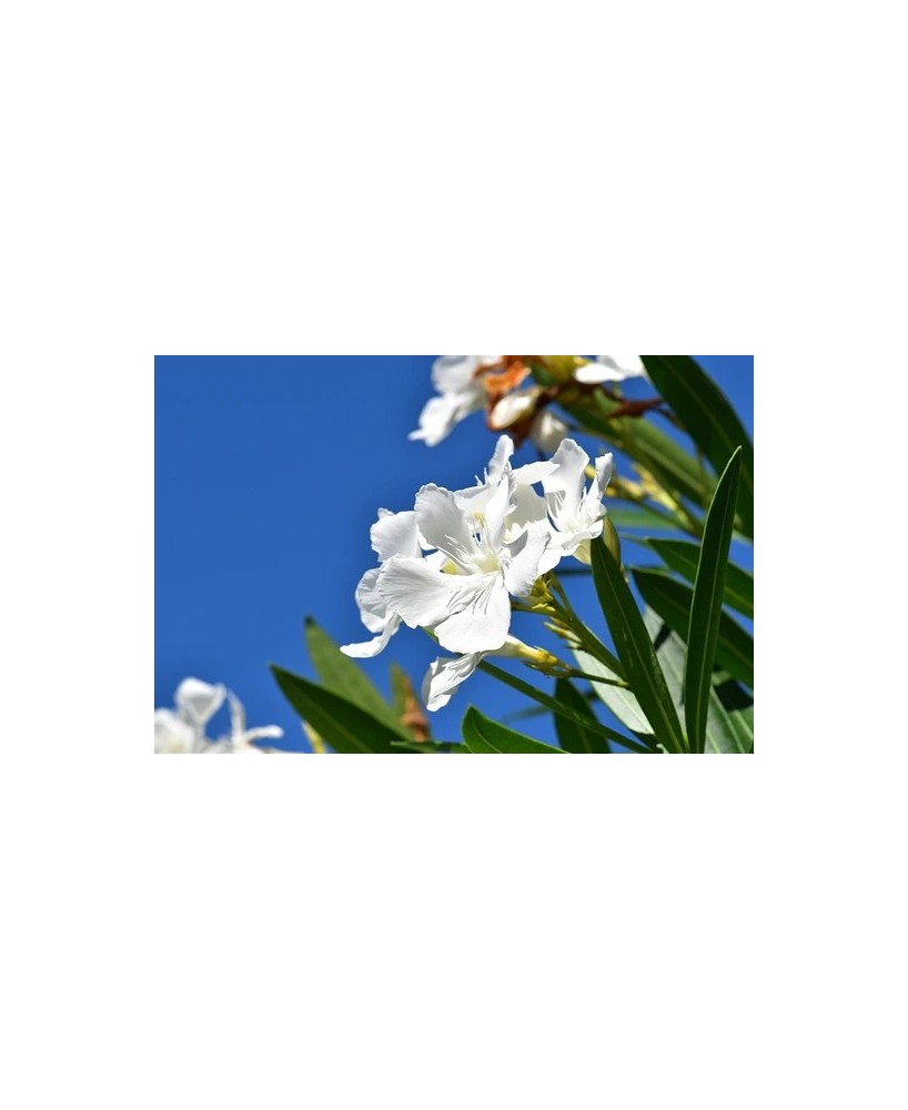 Nerium Oleander Adelfa M10L  Flores Grandes y Coloridas para Jardines Soleados | Endanea Garden

