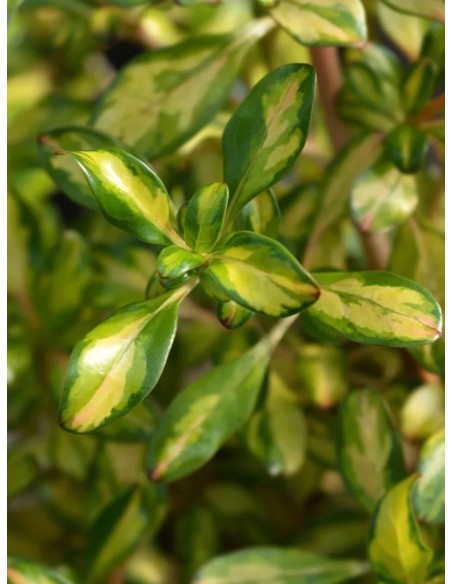 Coprosma Lemon Lime M19  Planta perenne de follaje vibrante y bajo mantenimiento | Endanea Garden

