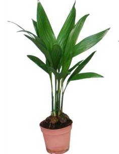 ARECA M7