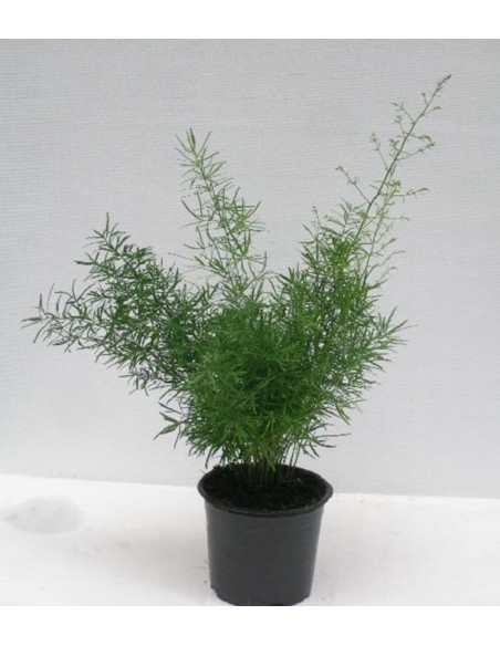 ASPARAGUS DENS SPRENGERI