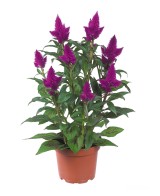 Celosia Deep Purple planta ornamental morada para jardín y decoración