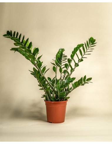 Zamioculcas Zamiifolia Planta ZZ | Resistente y Elegante para Interiores | Endanea Garden

