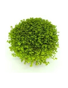 SOLEIROLIA SOLEIROLII M9 VERDE