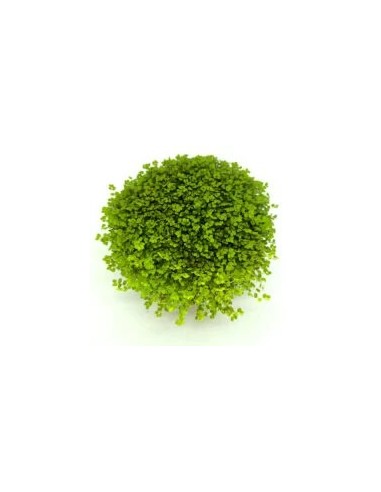 SOLEIROLIA SOLEIROLII M9 VERDE