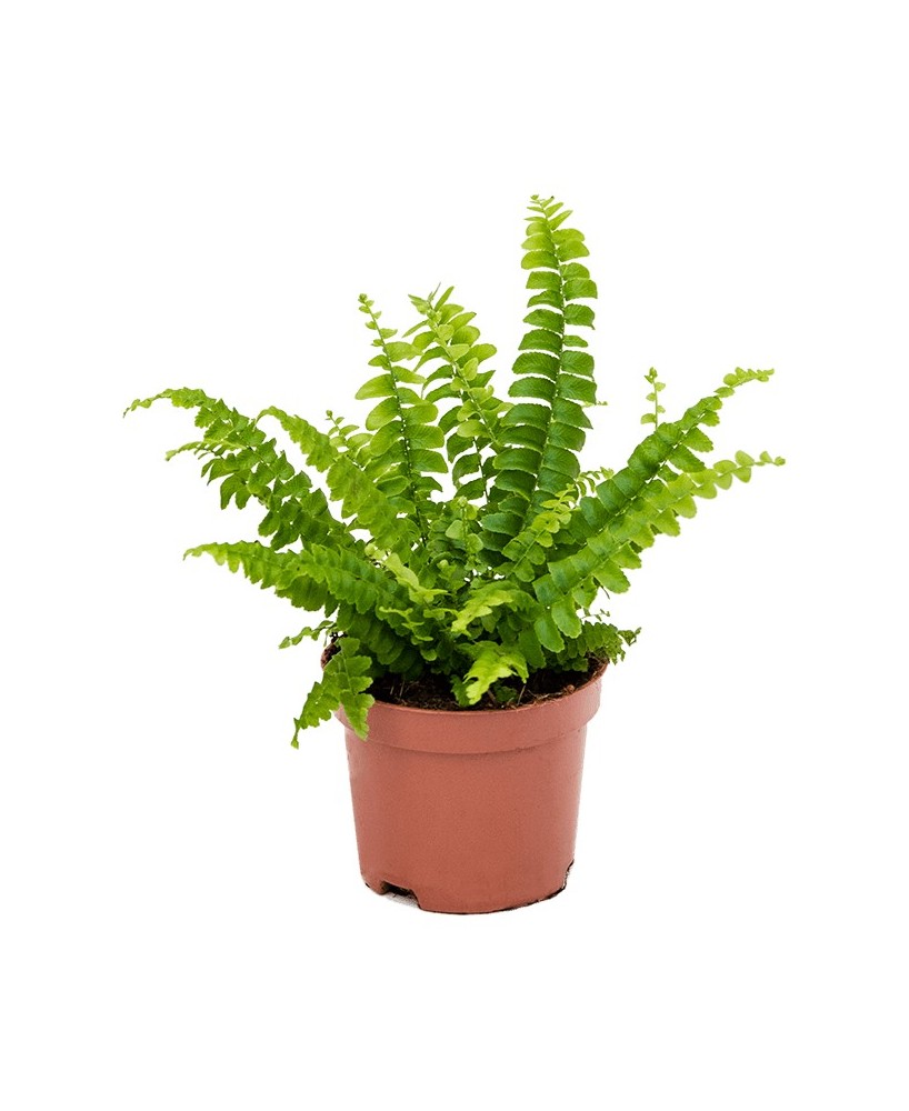 Nephrolepis Green Lady - Helecho Tropical de Interior Fácil Cuidado | Endanea Garden

