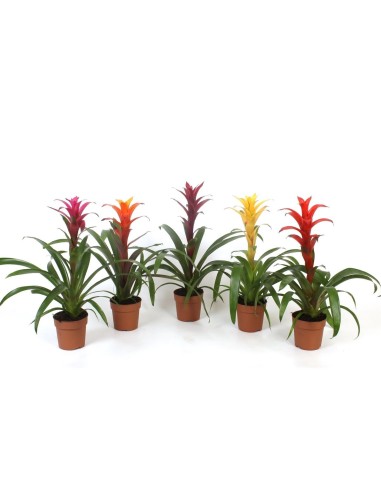 Guzmania Mix  Planta Tropical con Flores Vibrantes para Interiores

