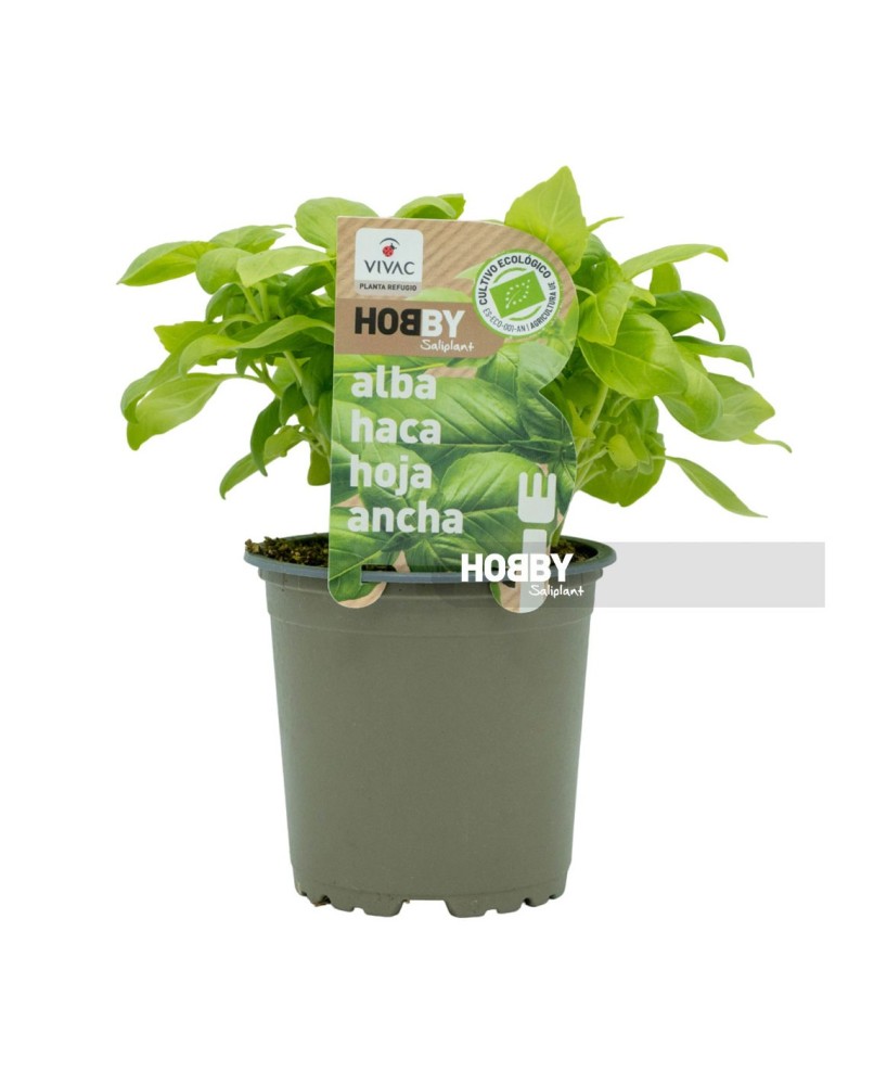 Albahaca Hoja Ancha Ecológica  Planta Aromática Fresca para Cocina | Endanea Garden

