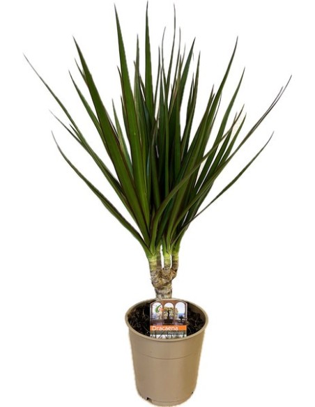 Dracaena Marginata planta interior fácil cuidado hojas verdes bordes rojos purifica aire 40 cm

