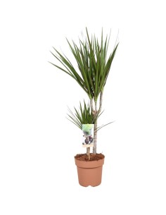 Dracaena Marginata  Planta Tropical de Interior Fácil de Cuidar | Endanea Garden

