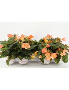 BEGONIA WATERFALL