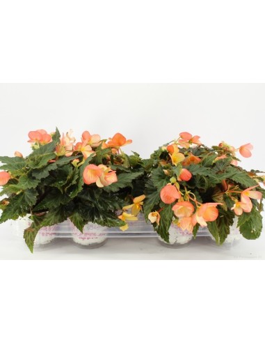 BEGONIA WATERFALL