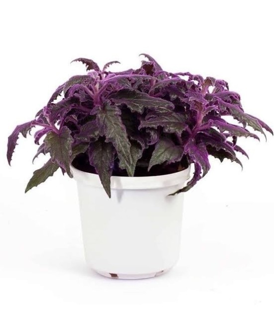 Gynura M12 Planta Ornamental Interior Follaje Púrpura Fácil Cuidado