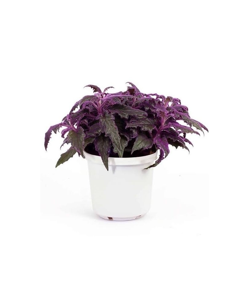 Gynura M12 Planta Ornamental Interior Follaje Púrpura Fácil Cuidado