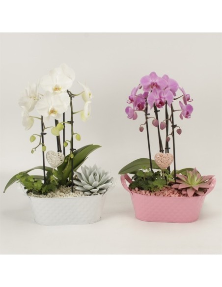 ORCHID CASCADE 1T MIX M9