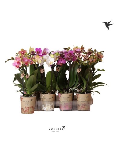 PHALAENOPSIS KOLIBRI 2T M9