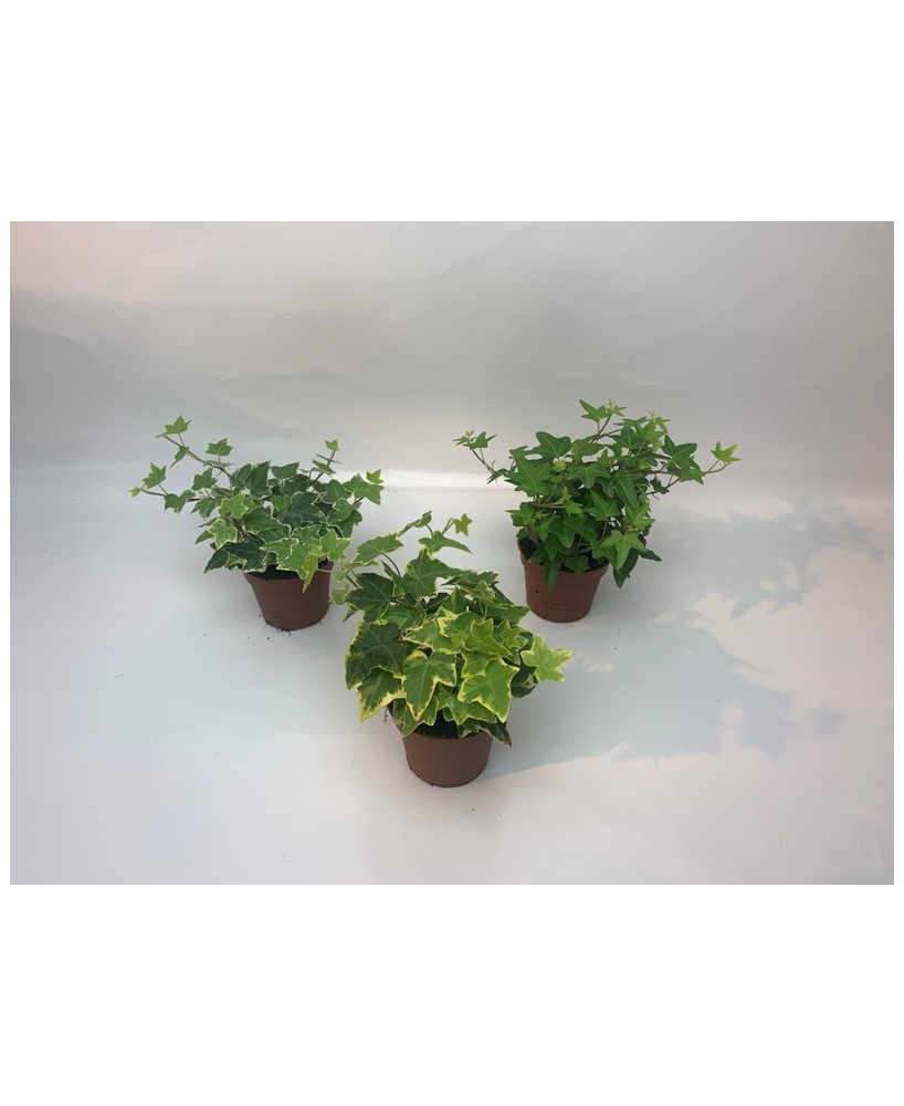 Hedera Helix Mix M8.5 | Plantas Trepadoras de Interior y Exterior Resistentes - Endanea Garden
