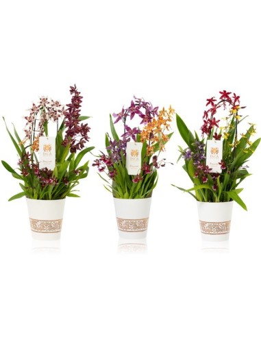 ORCHID 2T MIX BOUQUESH M12