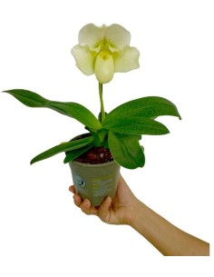 PAHIOPEDILUM 1T M12