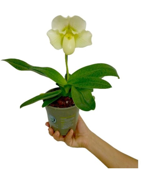 PAHIOPEDILUM 1T M12