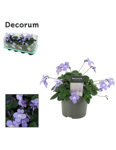 STREPTOCARPUS MIX M12