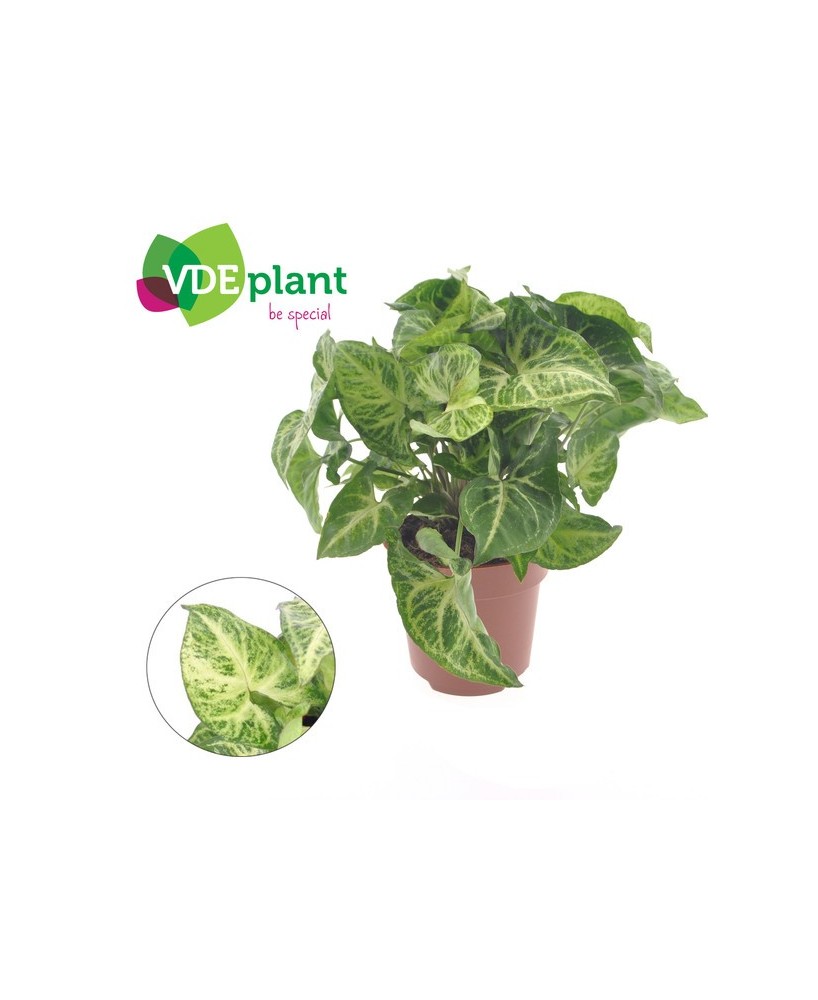 SYNGONIUM TUTOR