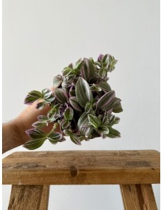 TRADESCANTIA SWEETNESS M5,5