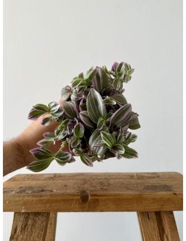 TRADESCANTIA SWEETNESS M5,5