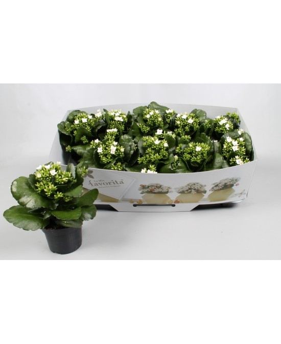 Kalanchoe Bloss Favorita Acheron  Planta decorativa resistente con flores vibrantes

