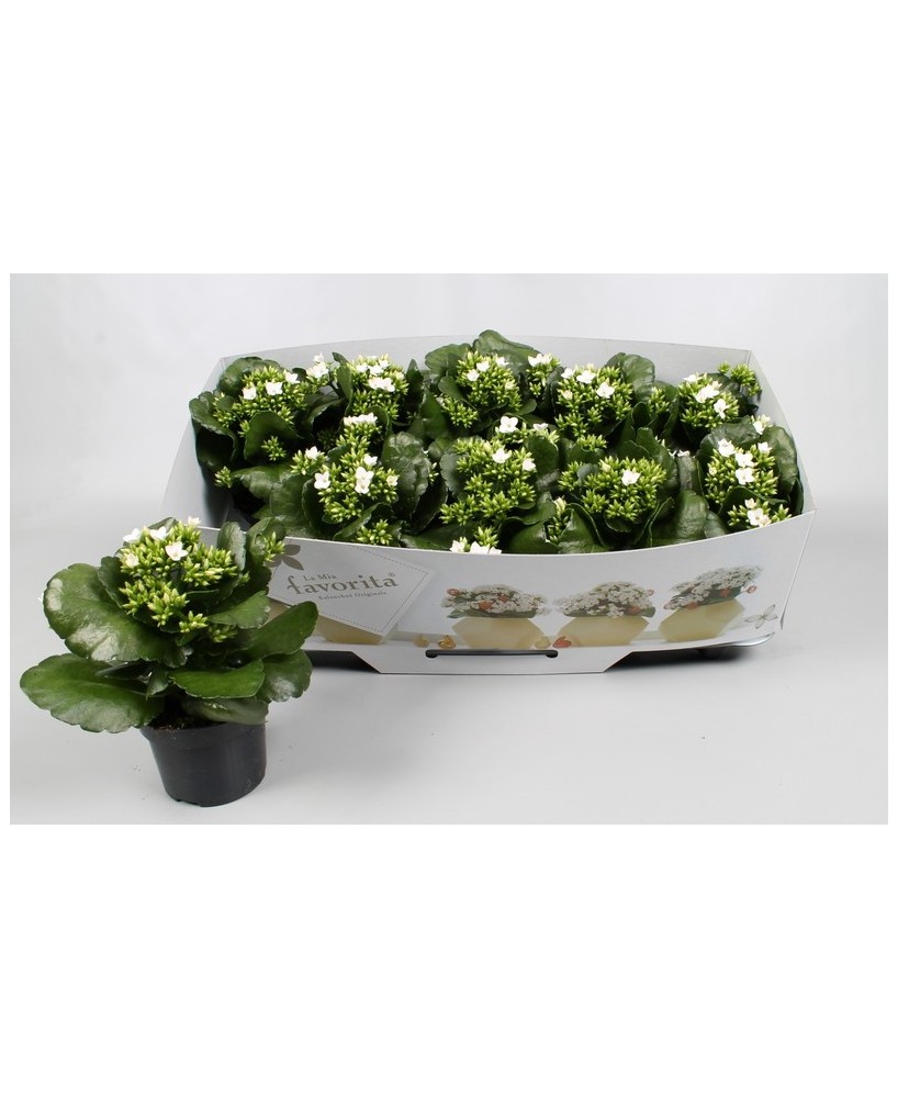 Kalanchoe Bloss Favorita Acheron  Planta decorativa resistente con flores vibrantes


