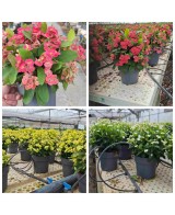 EUPHORBEA MILLI