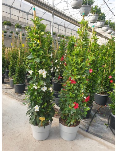 Diplademia Pirámide | Mandevilla Trepadora con Floración Exuberante y Forma Vertical

